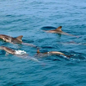 In search of Dolphins (exclusive tour)